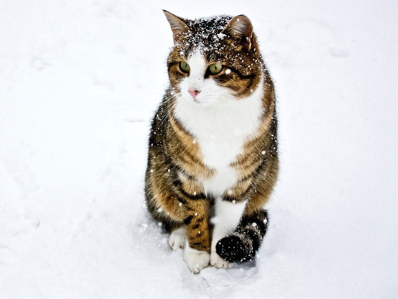 Tabby Cat in Snow — White, Calm, Winter, Photograph, Green Eyes