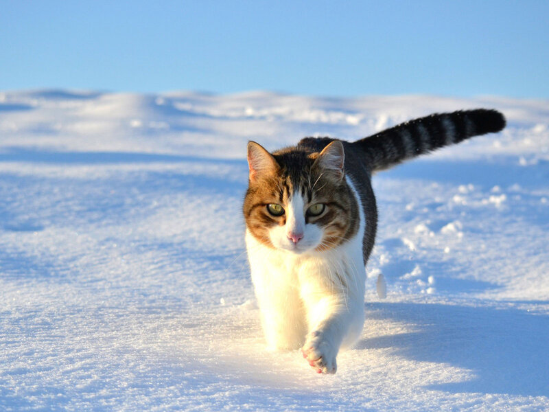 Tabby Cat in Snow — White, Calm, Winter, Photograph, Sky