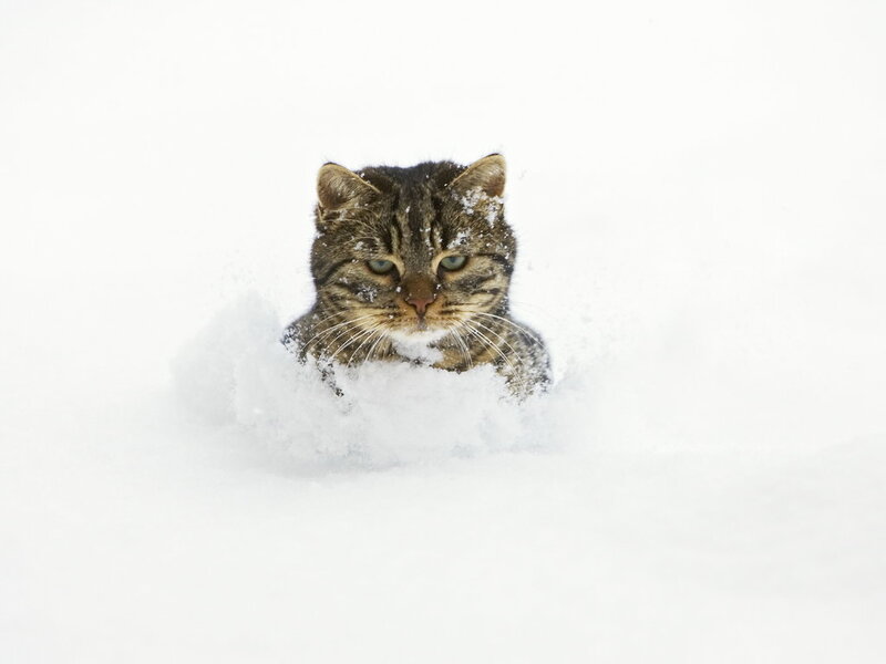 Tabby Cat in Snow — White, Calm, Winter, Photograph