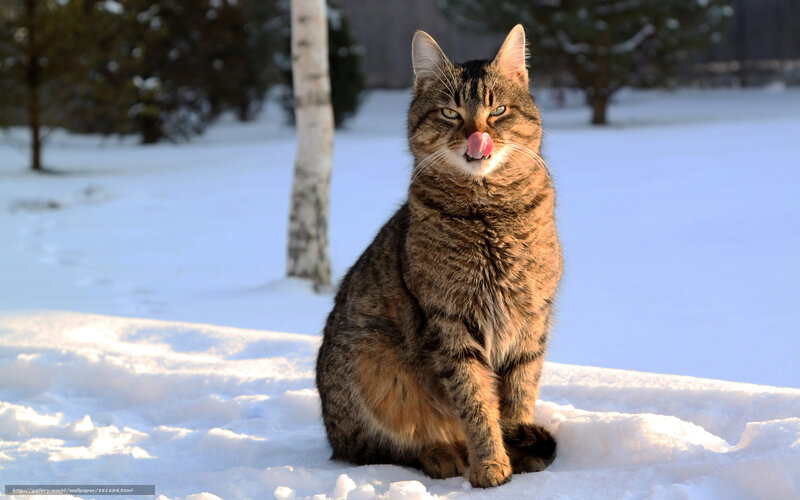 Tabby Cat in Snow — White, Calm, Winter, Photograph, Tree, Sunlight