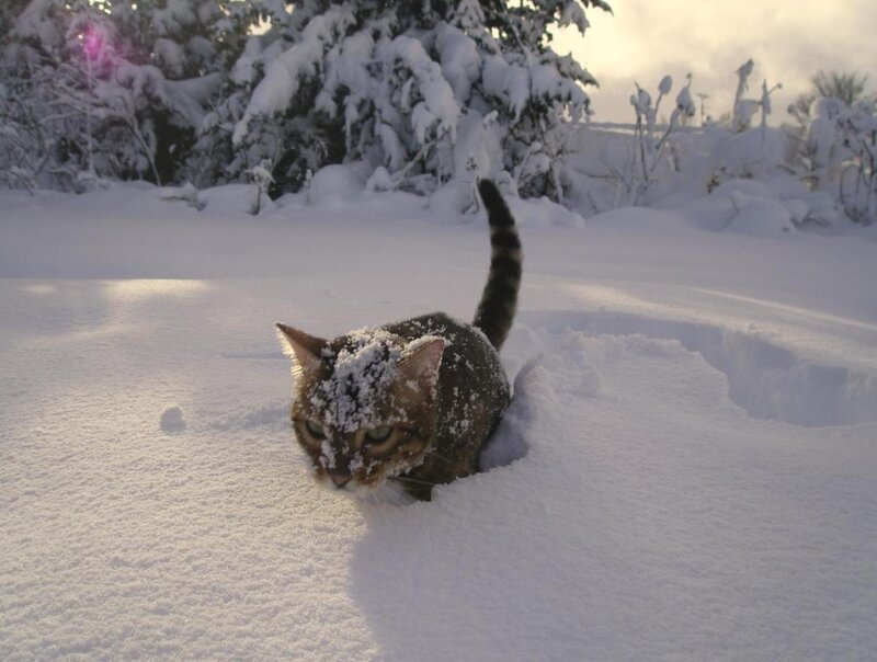 Tabby Cat in Snow — White, Calm, Winter, Photograph, Trees, Sunlight