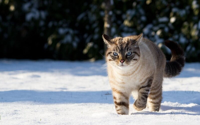 Tabby Cat in Snow — White, Calm, Winter, Photograph, Trees