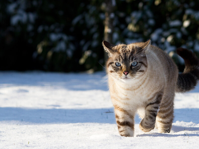 Tabby Cat in Snow — White, Calm, Winter