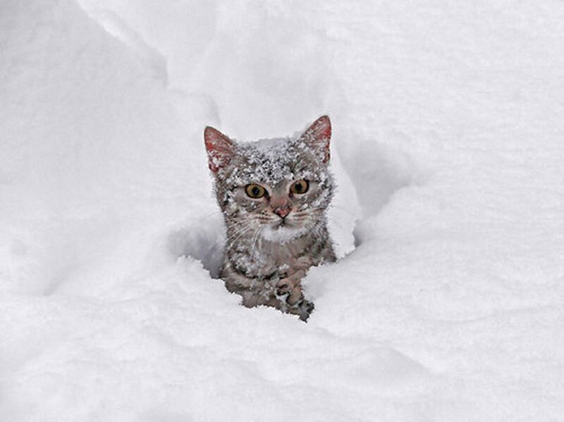 Tabby Cat in Snow — White, Cold