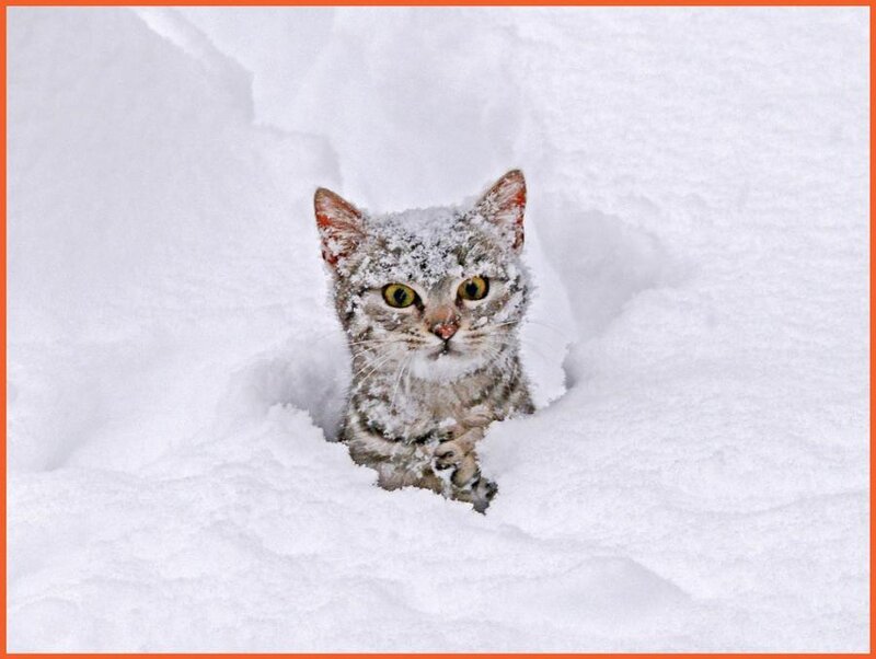 Tabby Cat in Snow — White, Cold, Winter