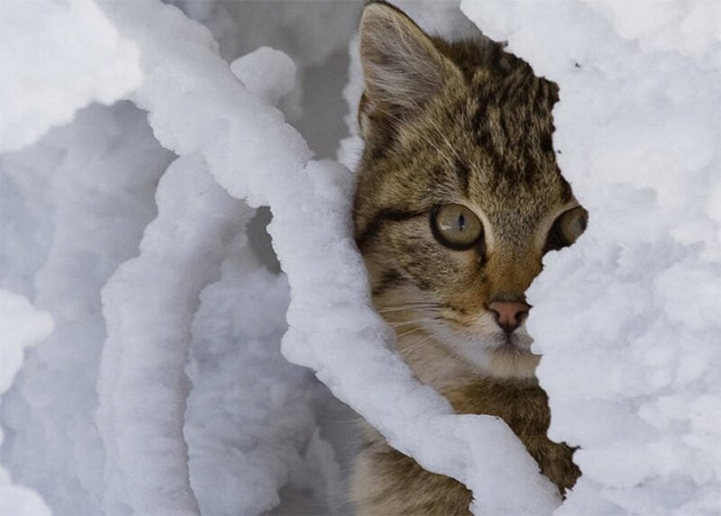 Tabby Cat in Snow — White, Curious