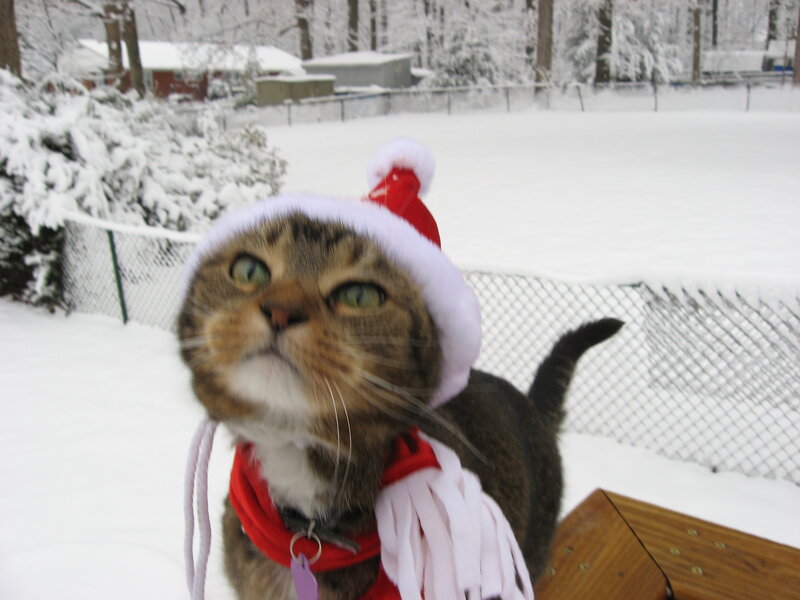 Tabby Cat in Snow — White, Festive