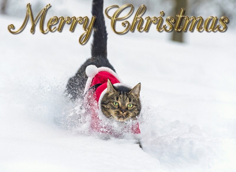 Tabby Cat in Snow — White, Festive, Winter, Photograph