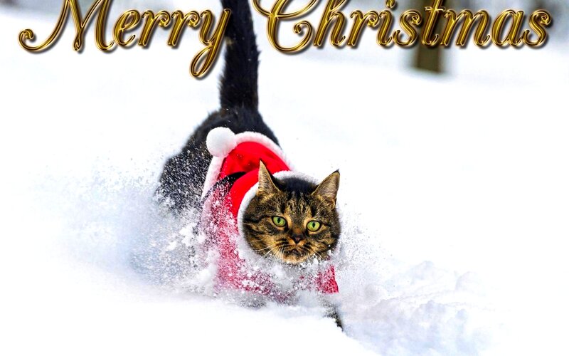 Tabby Cat in Snow — White, Festive, Winter