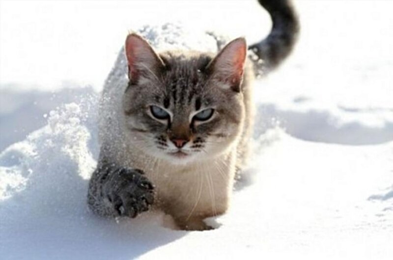 Tabby Cat in Snow — White, Focused