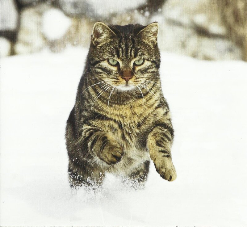 Tabby Cat in Snow — White, Focused, Winter