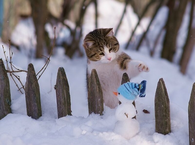 Tabby Cat in Snow — White, Playful, Winter, Photograph, Snowman