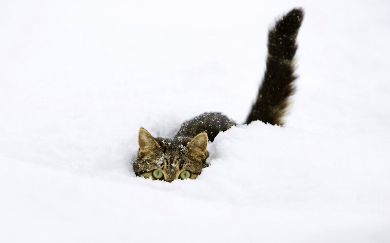 Tabby Cat in Snow — White, Playful, Winter, Photograph, Tail