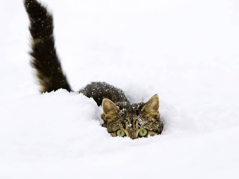 Tabby Cat in Snow — White, Playful, Winter, Photograph