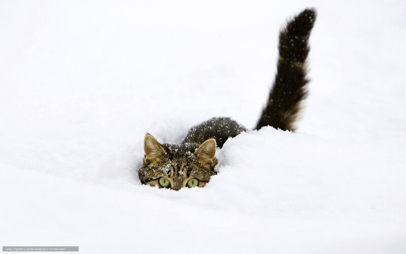 Tabby Cat in Snow — White, Playful, Winter