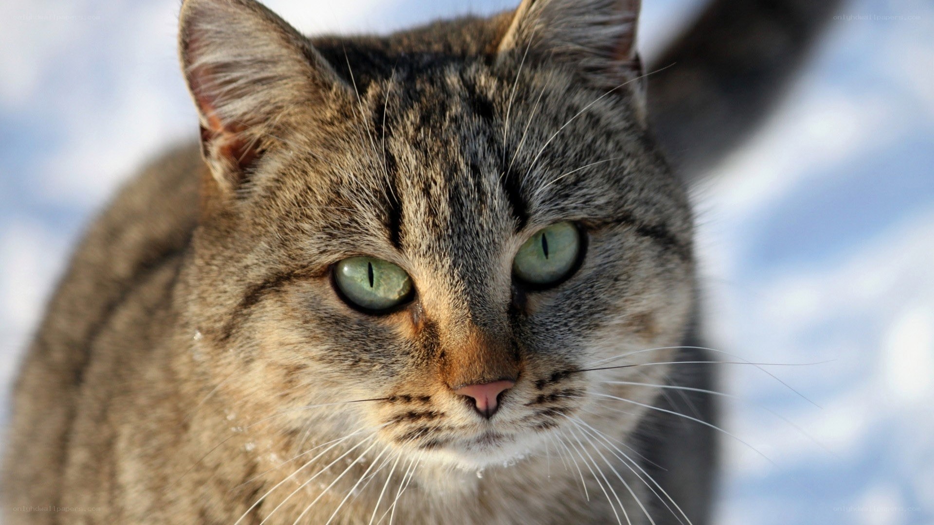 tabby cat in snow