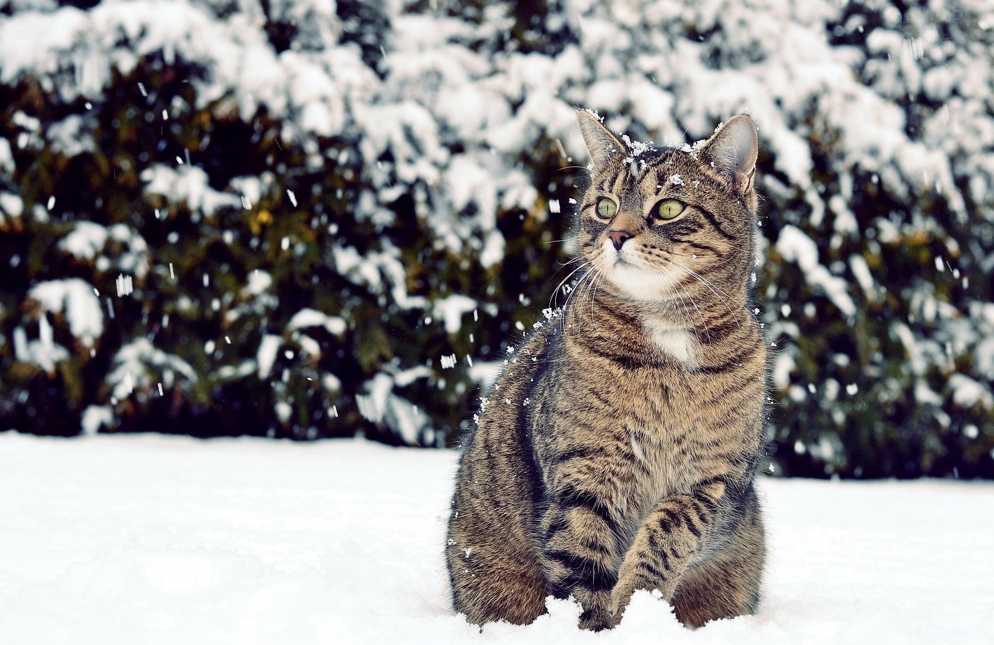 Tabby cat in snowy garden