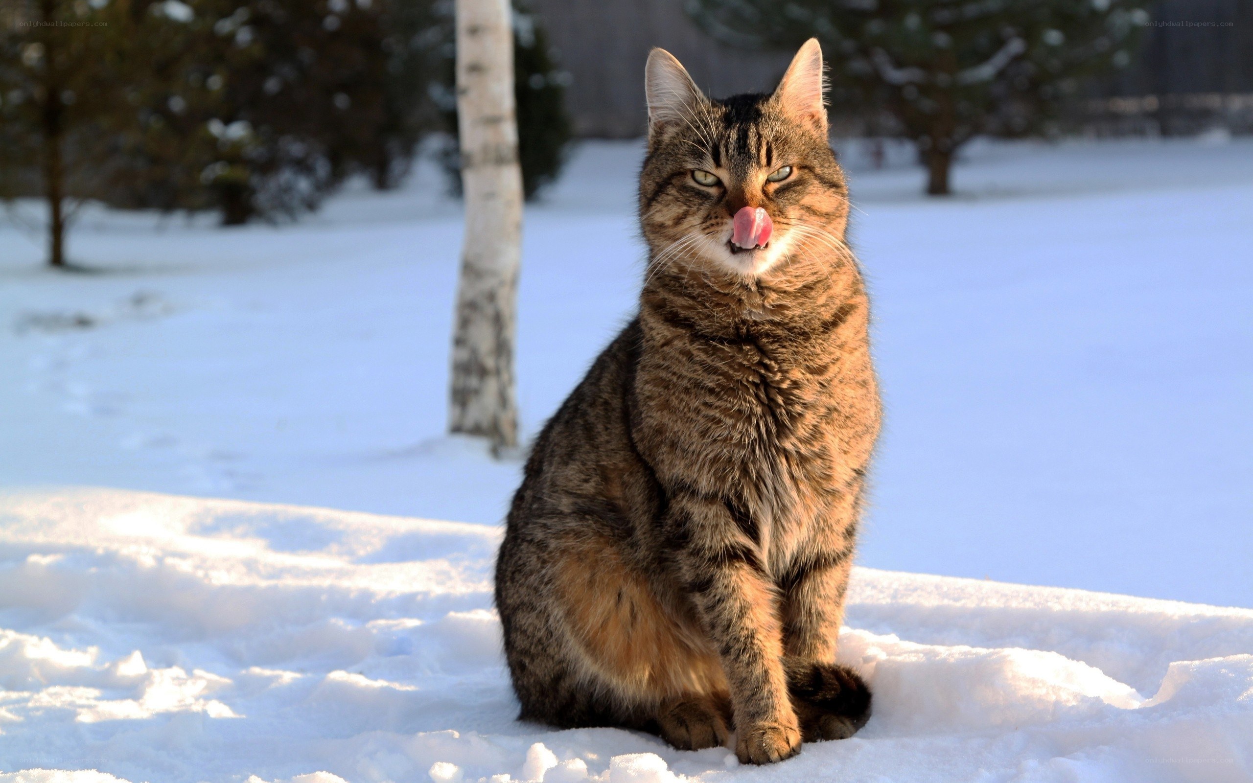 Tabby cat in snowy landscape