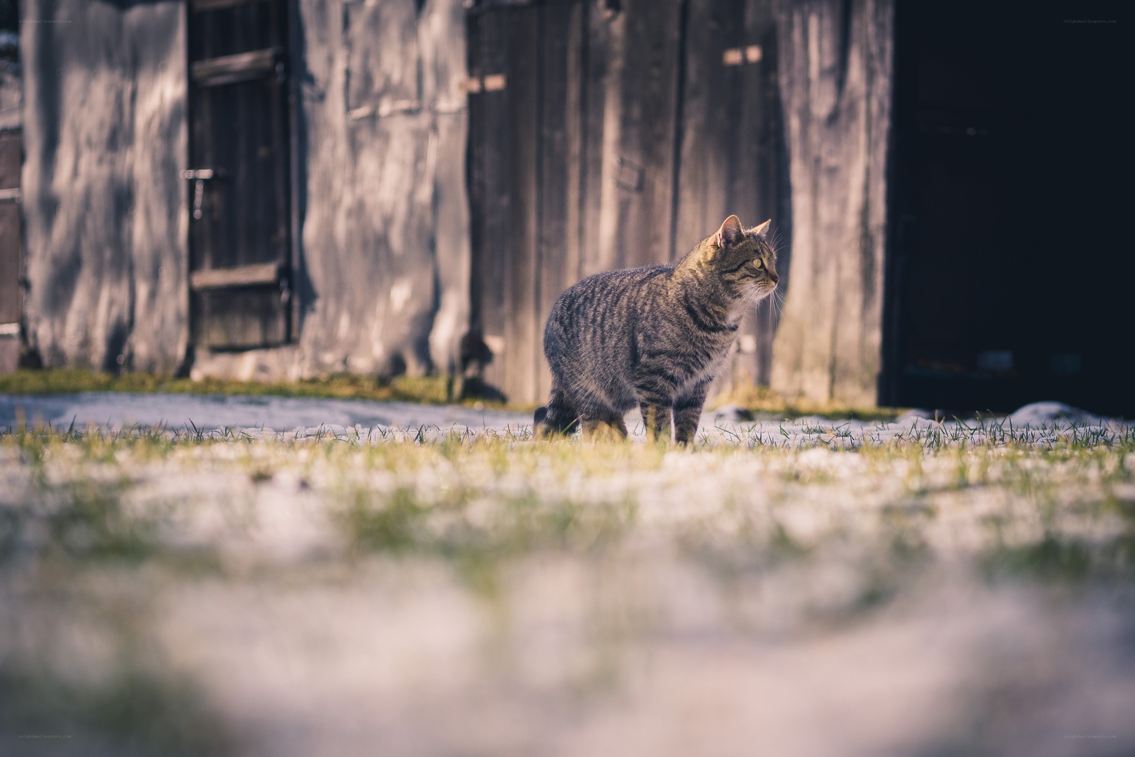 Tabby cat in snowy yard