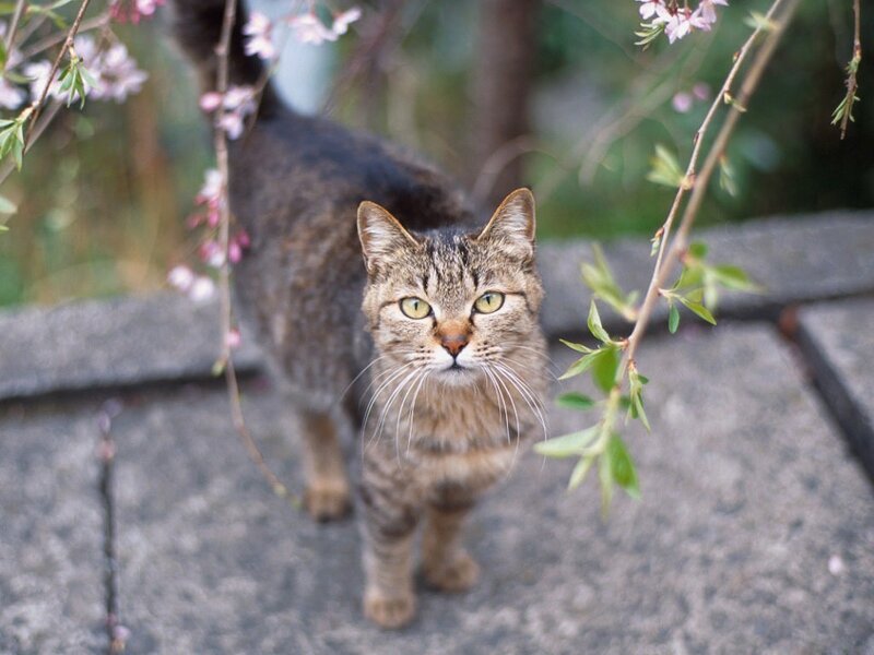 Tabby cat in spring blossoms