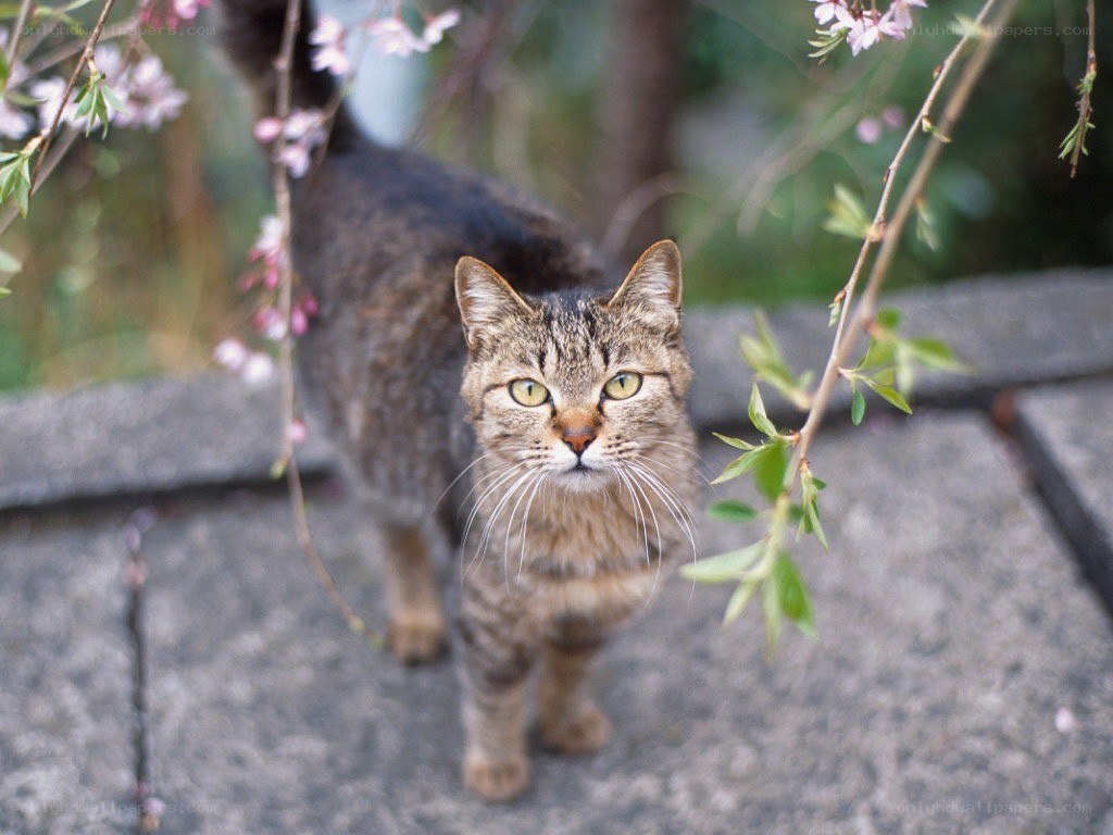 Tabby cat in spring blossoms