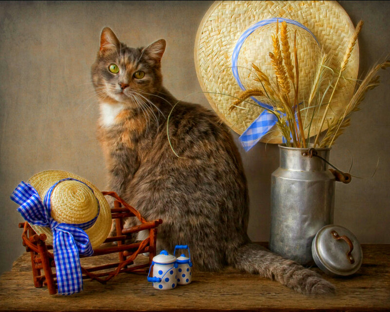 Tabby Cat in Still Life