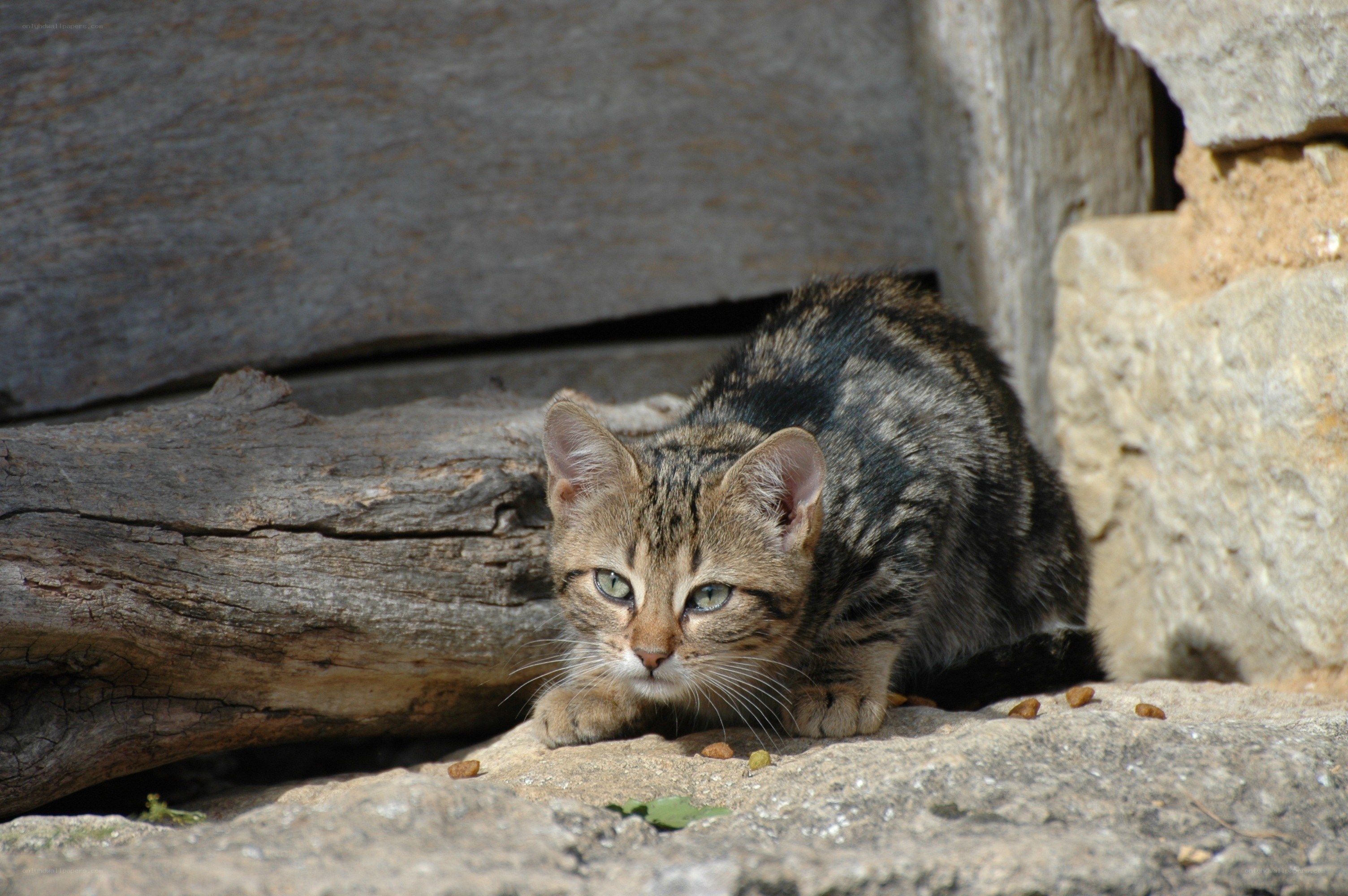 tabby cat in stone shelter