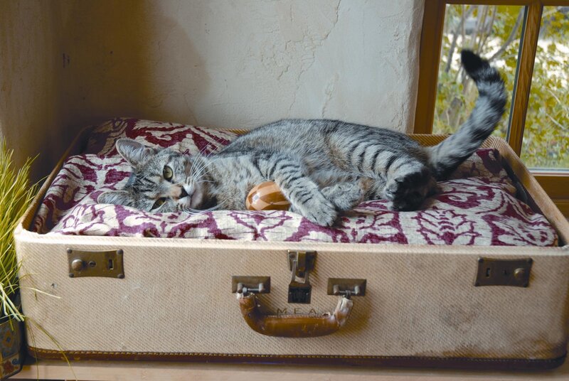 Tabby Cat in Suitcase