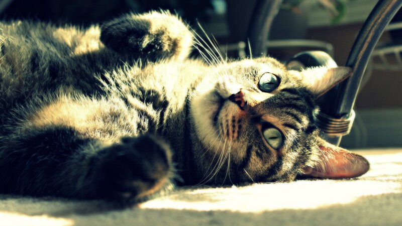 tabby cat in sunbeam