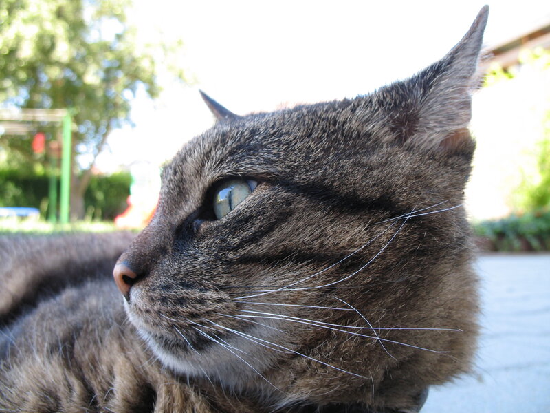 tabby cat in sunlight