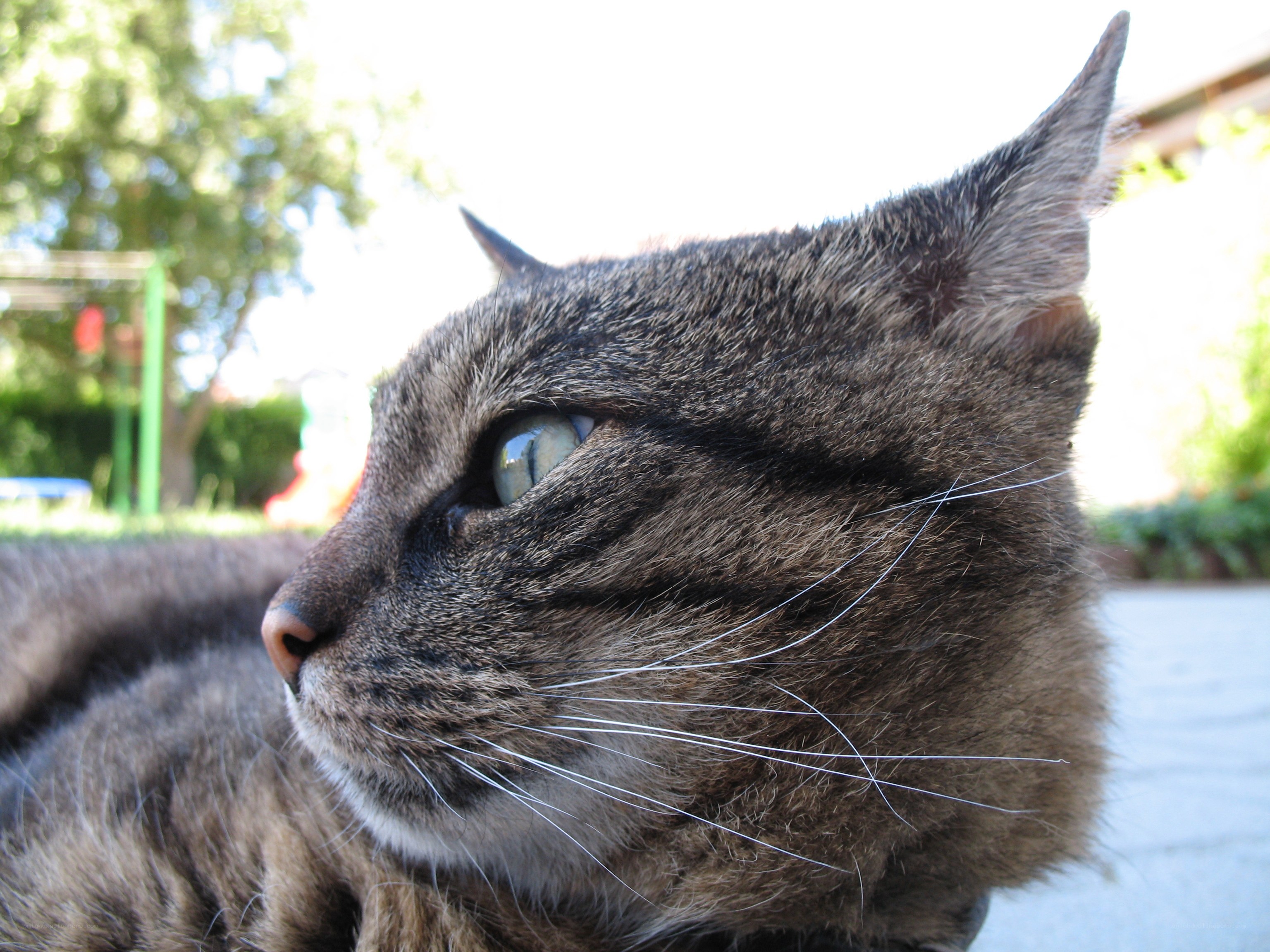 tabby cat in sunlight