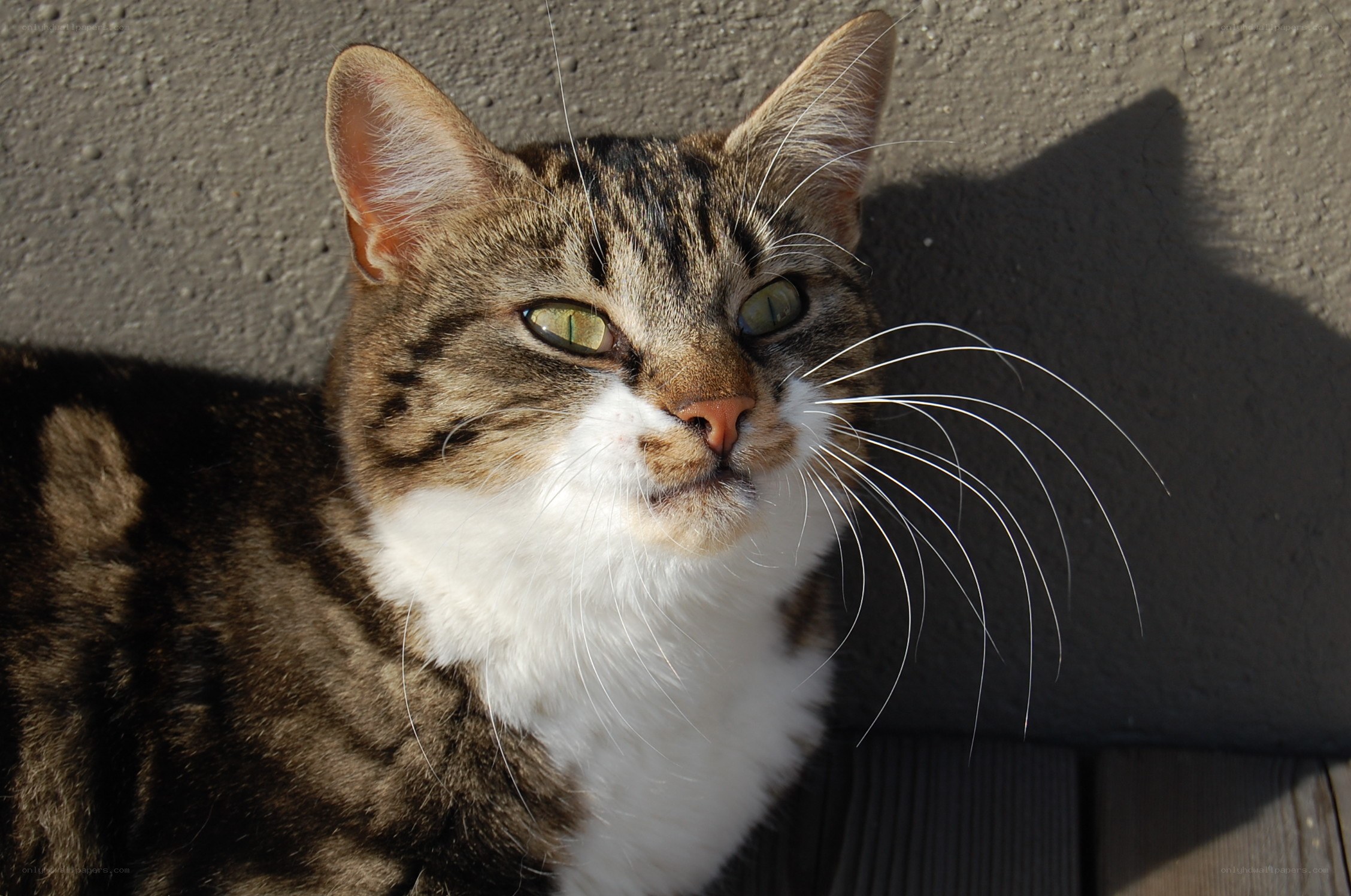 tabby cat in sunlight