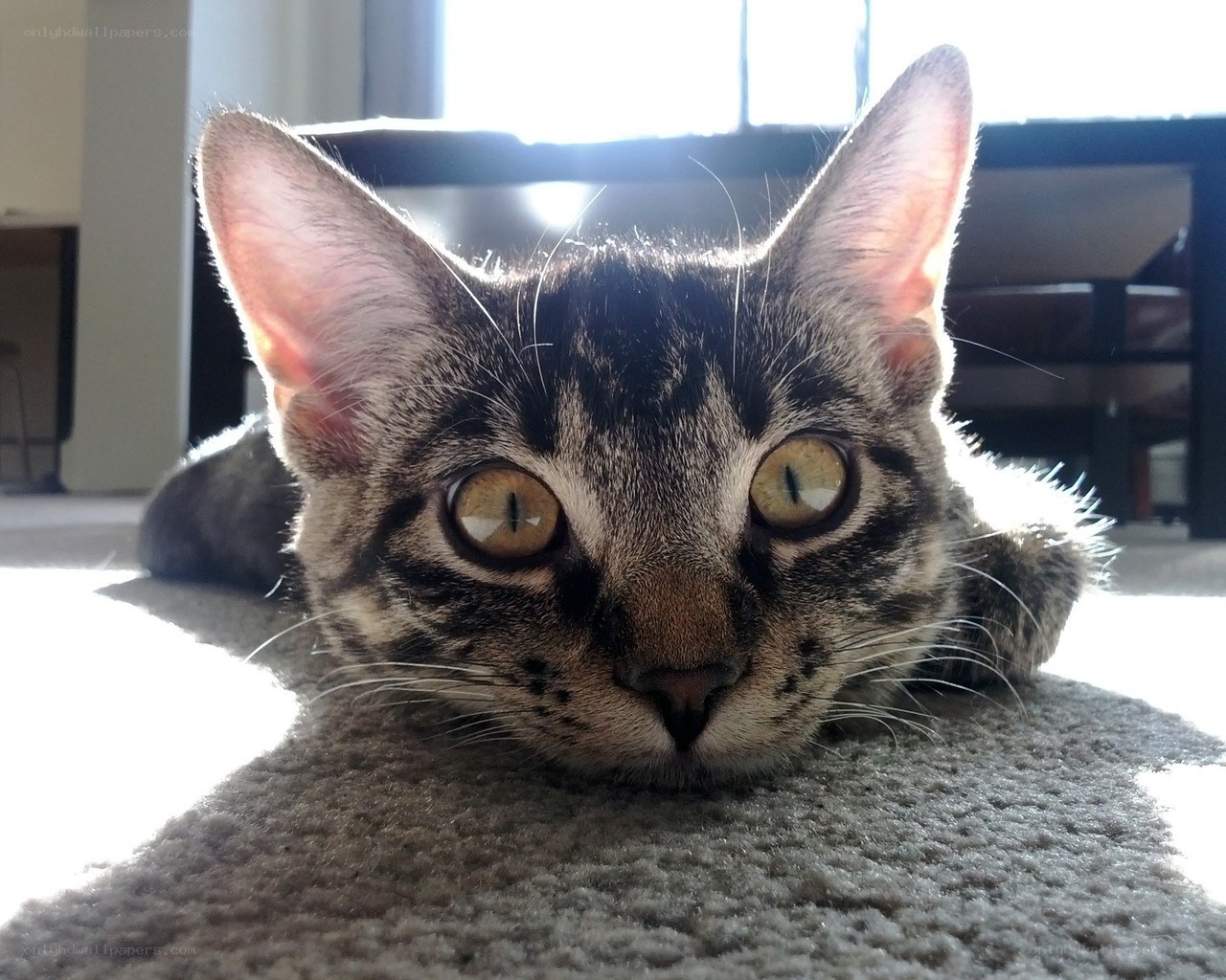 tabby cat in sunlight
