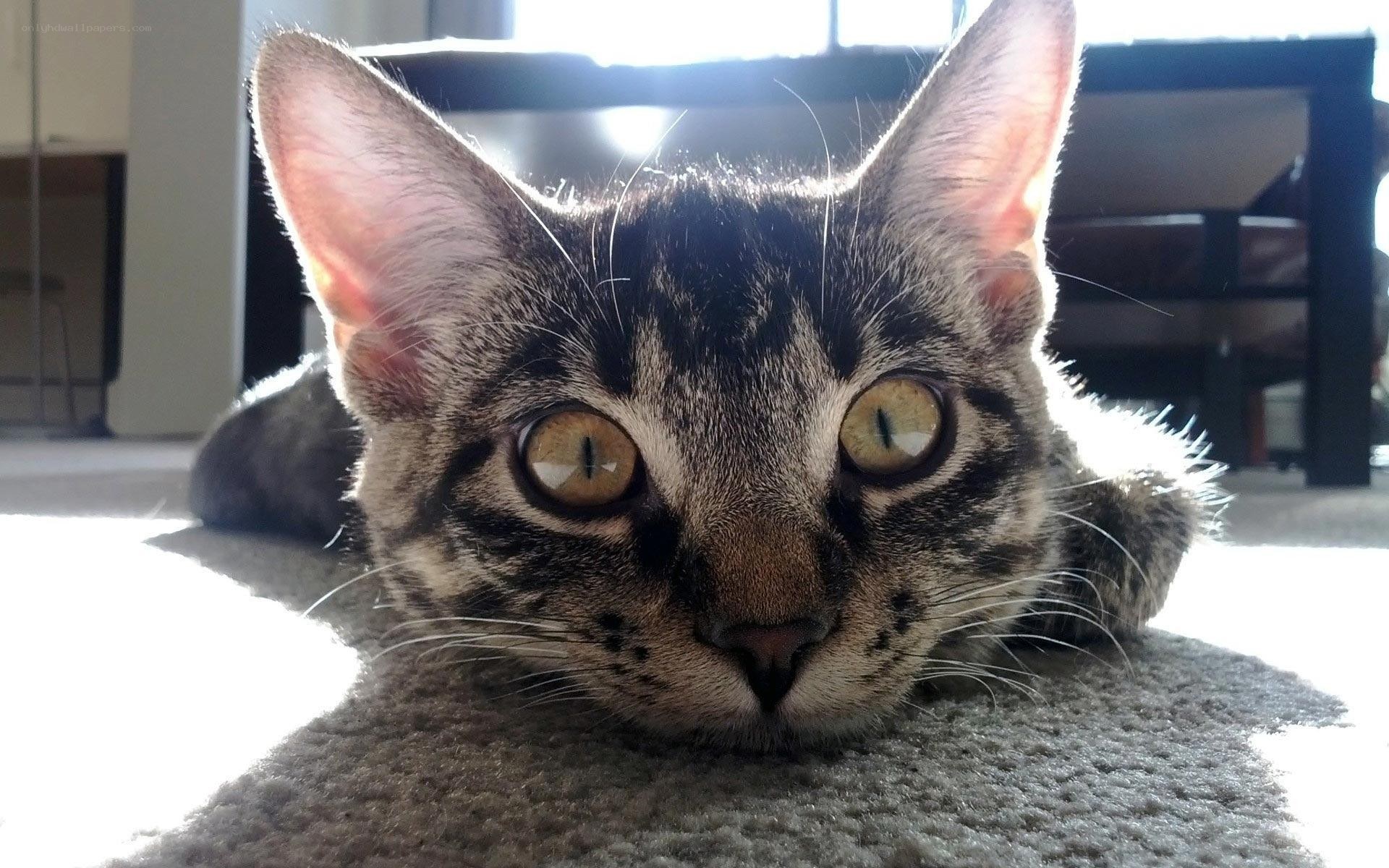 tabby cat in sunlight