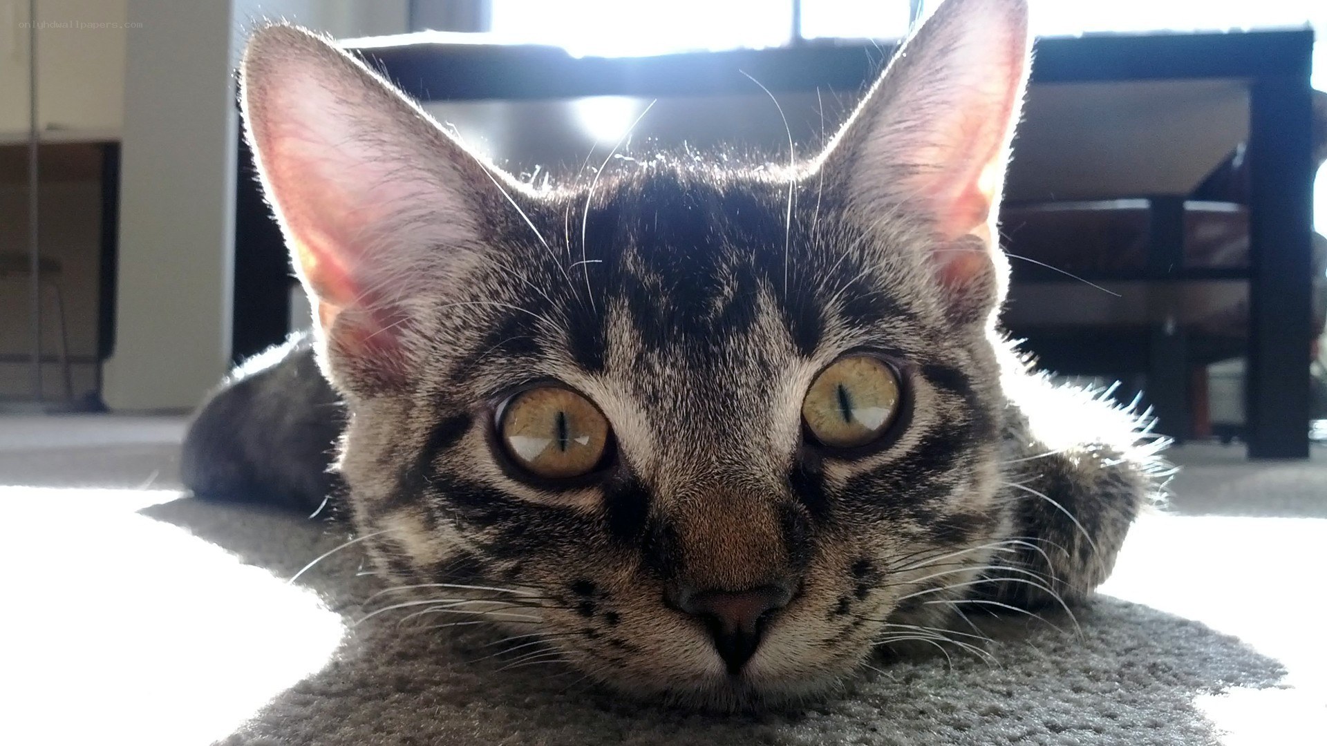 tabby cat in sunlight