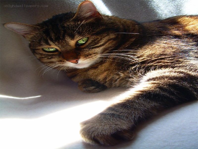 Tabby cat in sunlight