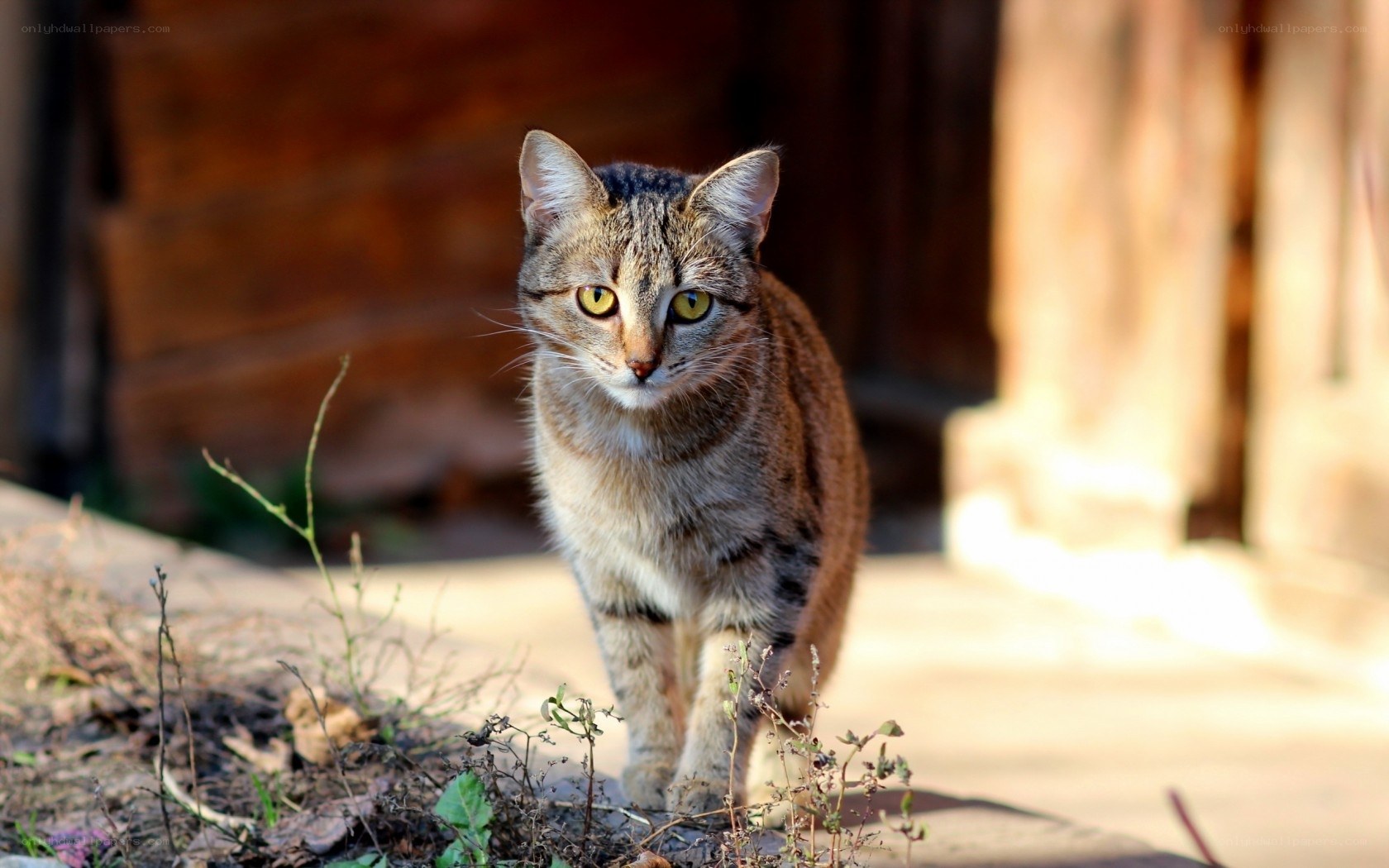Tabby cat in sunlight