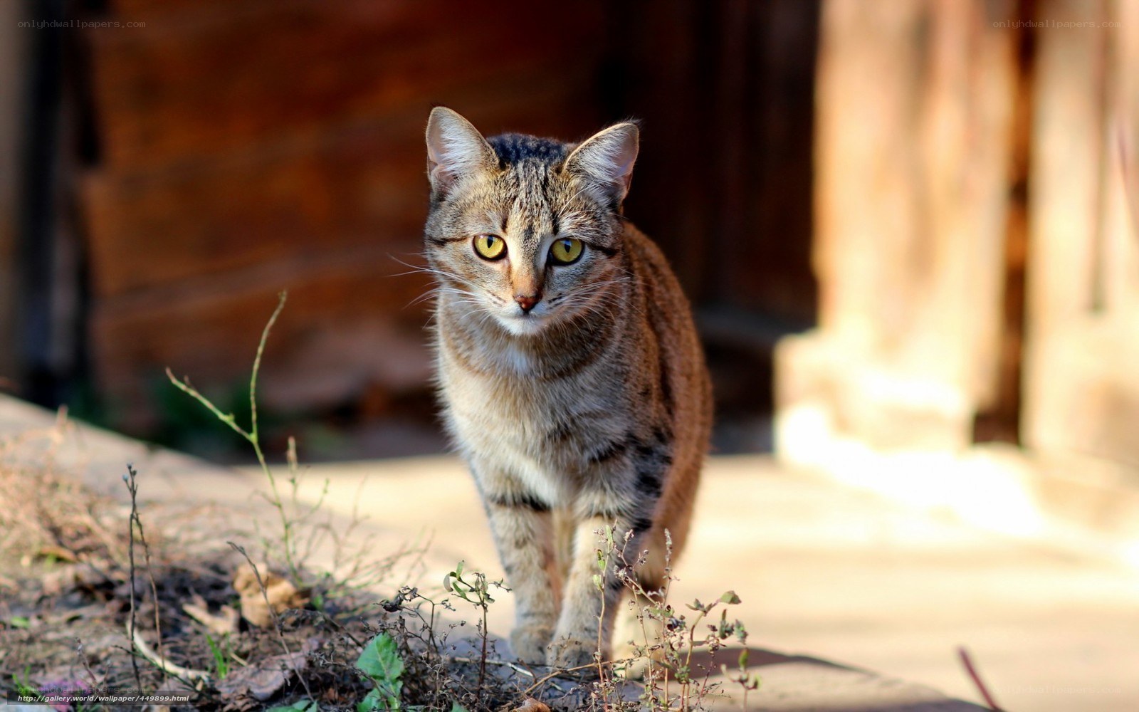 Tabby cat in sunlight