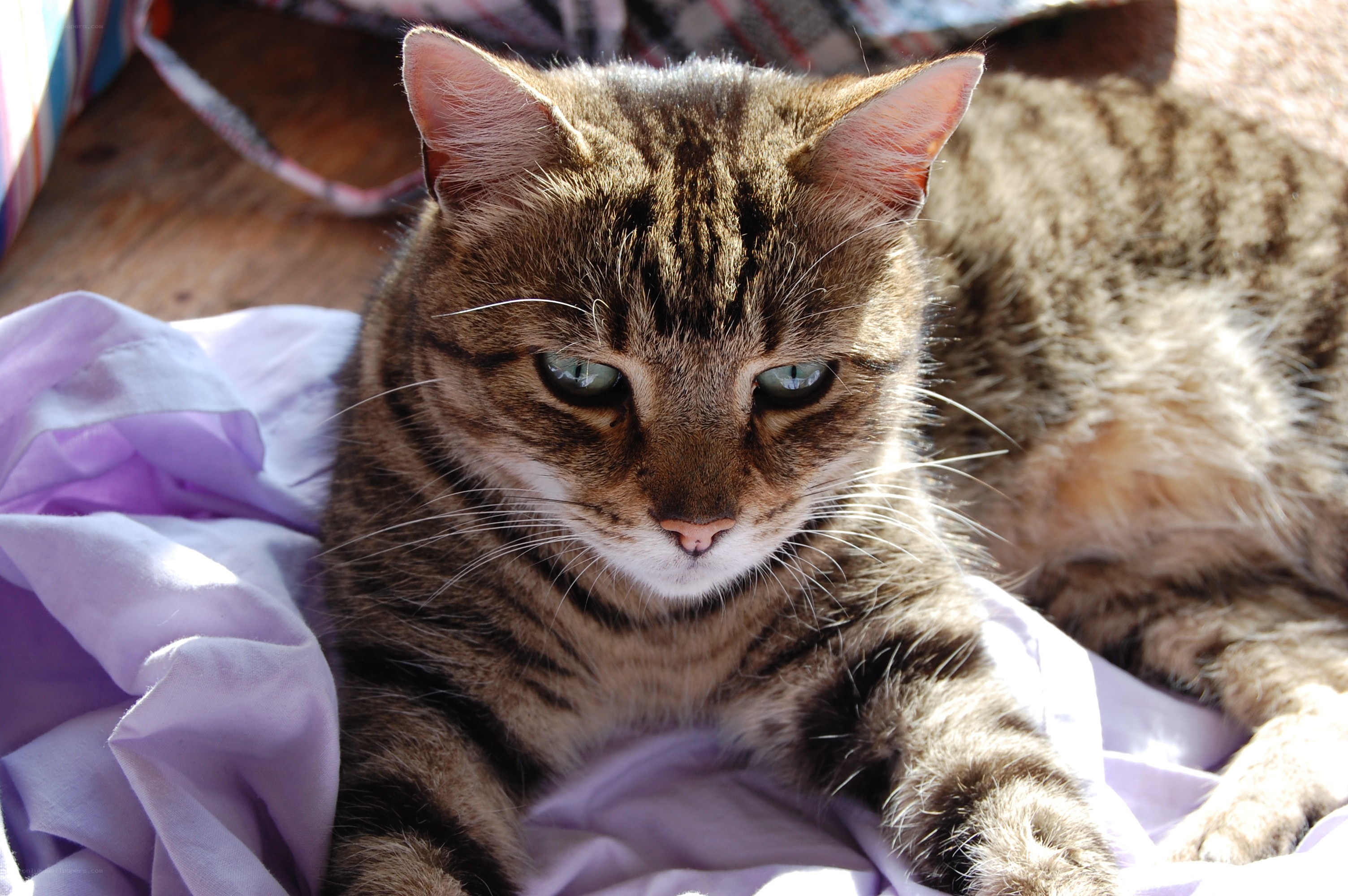 Tabby cat in sunlight