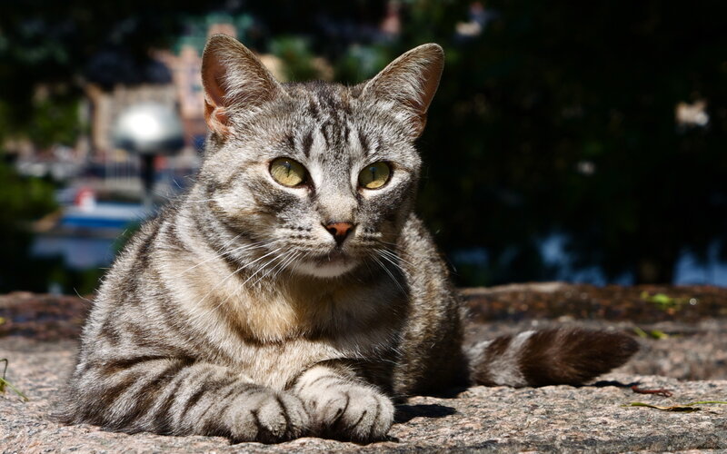 Tabby cat in sunlight