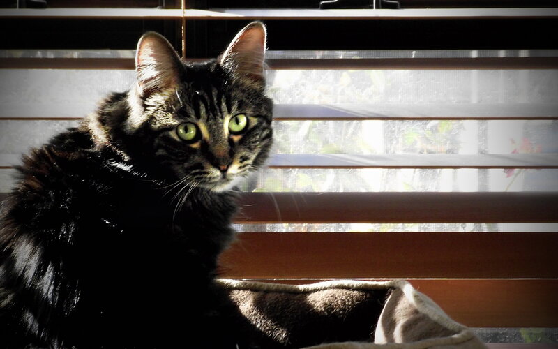 Tabby Cat in Sunlight — Black