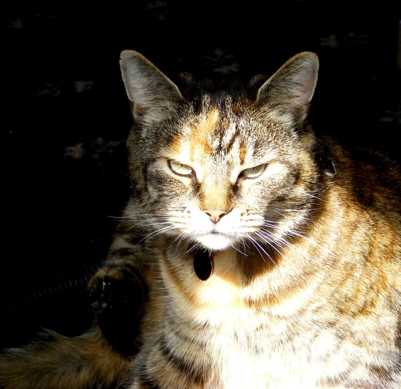 Tabby Cat in Sunlight — Brown, Calm, Afternoon, Photograph, Collar