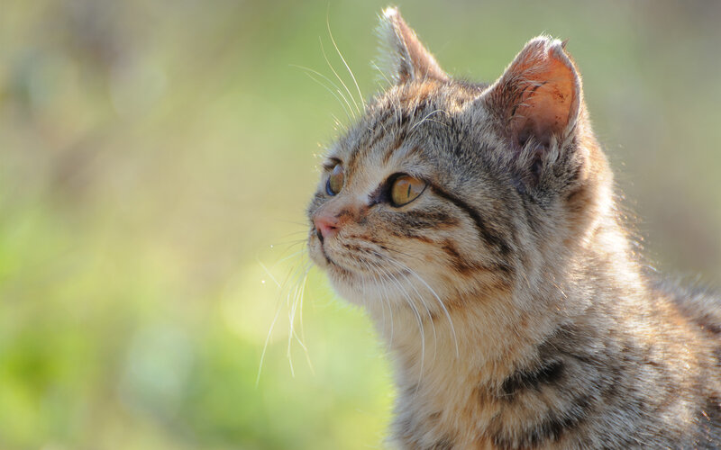 Tabby Cat in Sunlight — Brown, Calm, Afternoon, Photograph