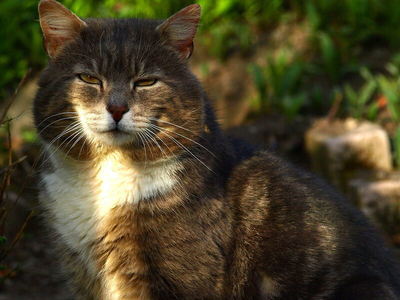 Tabby Cat in Sunlight — Brown, Calm, Afternoon, Photograph, Whiskers, Greenery