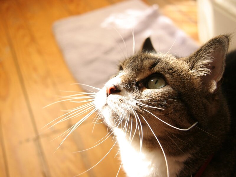 Tabby Cat in Sunlight — Brown, Calm, Afternoon, Photograph, Wood Floor