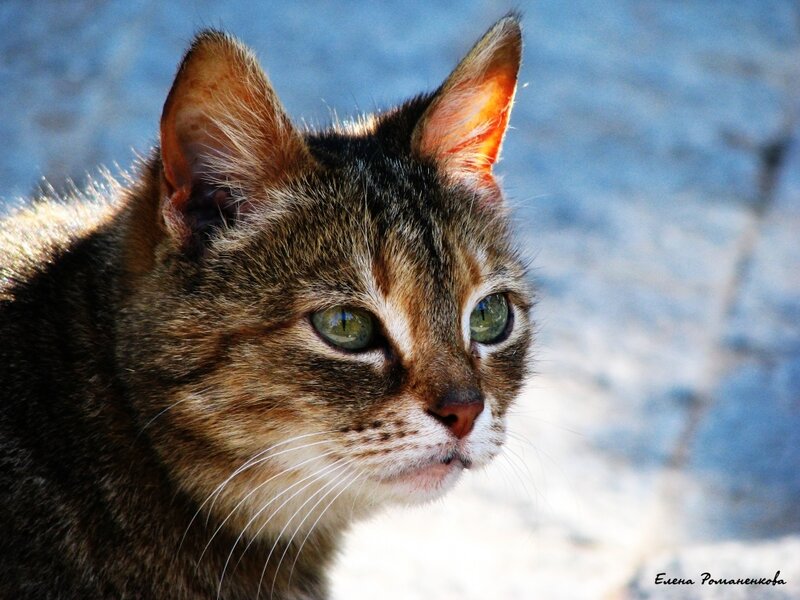 Tabby Cat in Sunlight — Brown, Calm, Afternoon