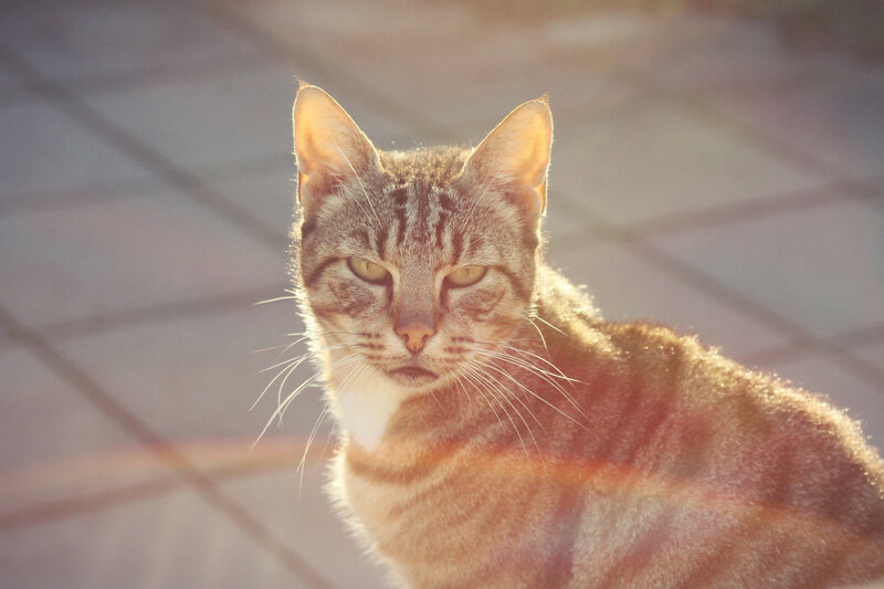 Tabby Cat in Sunlight — Brown, Calm, Sunset