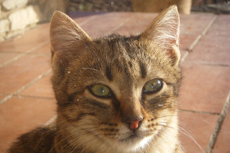 Tabby Cat in Sunlight — Brown, Calm