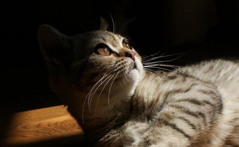 Tabby Cat in Sunlight — Brown, Dramatic