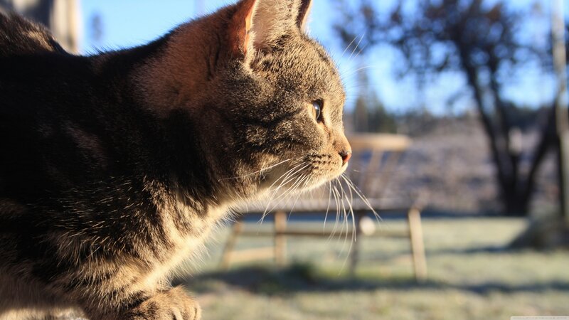 Tabby Cat in Sunlight — Brown, Serene